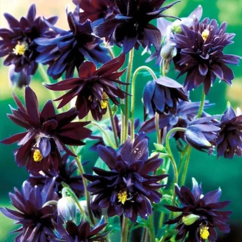 SPROUTARAQ Black Barlow Columbine Seeds blooms close-up highlighting double blossoms.