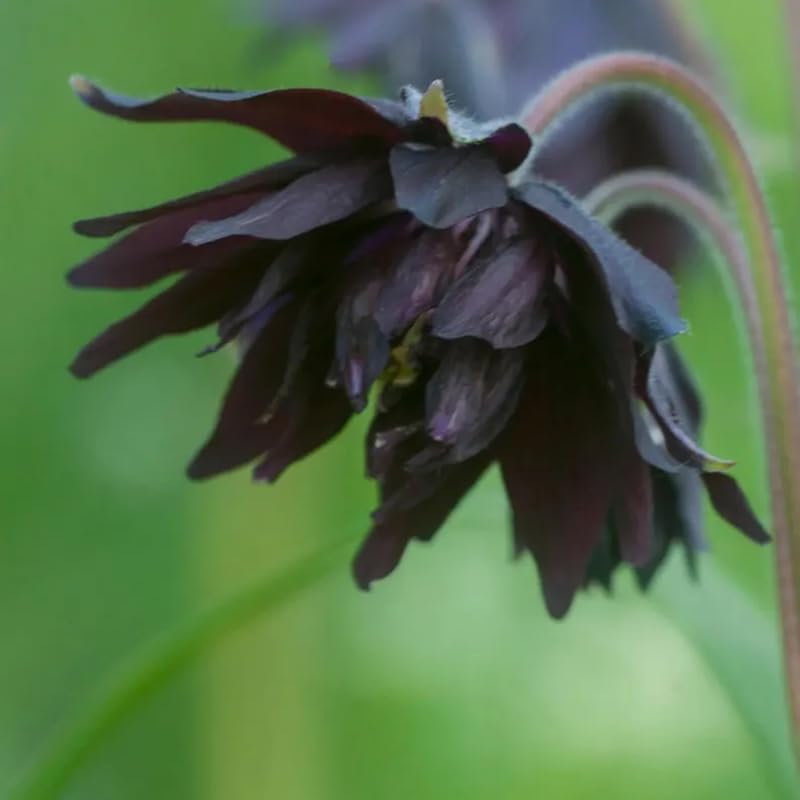 SPROUTARAQ Black Barlow Columbine Seeds cut-flower idea for arrangements.