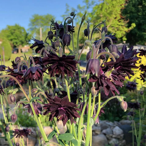 SPROUTARAQ Black Barlow Columbine Seeds leaves and buds hint at spring color in beds.
