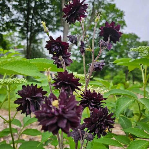 SPROUTARAQ Black Barlow Columbine Seeds plants in bed show lush growth potential for borders.