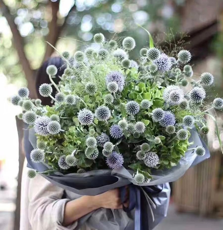 Sproutaraq blue globe thistle blossoms brighten beds and attract pollinators.
