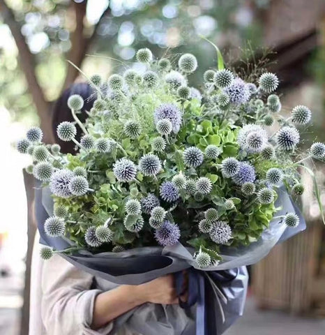 Sproutaraq blue globe thistle blossoms brighten beds and attract pollinators.