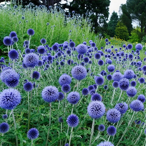 Sproutaraq blue globe thistle seeds ready for spring planting for vibrant blooms.