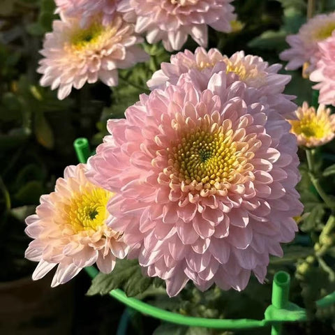 SPROUTARAQ border-ready mum mix ideal for garden edges and containers