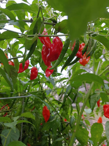 Close-up of bright red wrinkled peppers ready for drying or powder.
