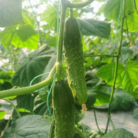 SPROUTARAQ cucumber fruits 4-5 inches, ideal for pickling.