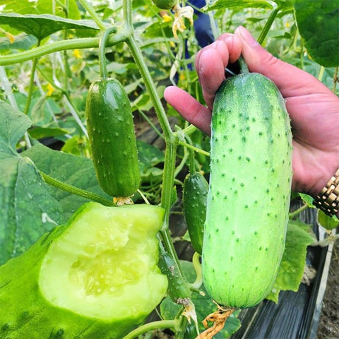 SPROUTARAQ bush pickle cucumber plant thriving in container garden.