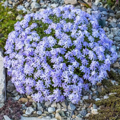 SPROUTARAQ butterfly-attracting phlox supports garden pollinators.