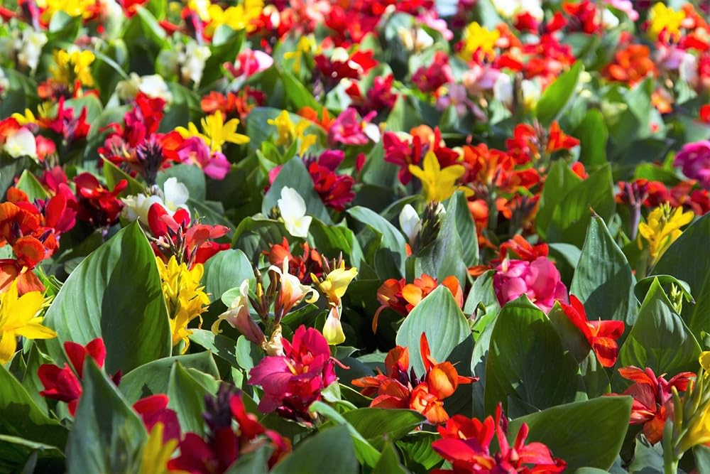 SPROUTARAQ Canna Lily blooms showcase colors ideal for borders and containers.