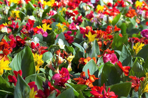 SPROUTARAQ Canna Lily blooms showcase colors ideal for borders and containers.