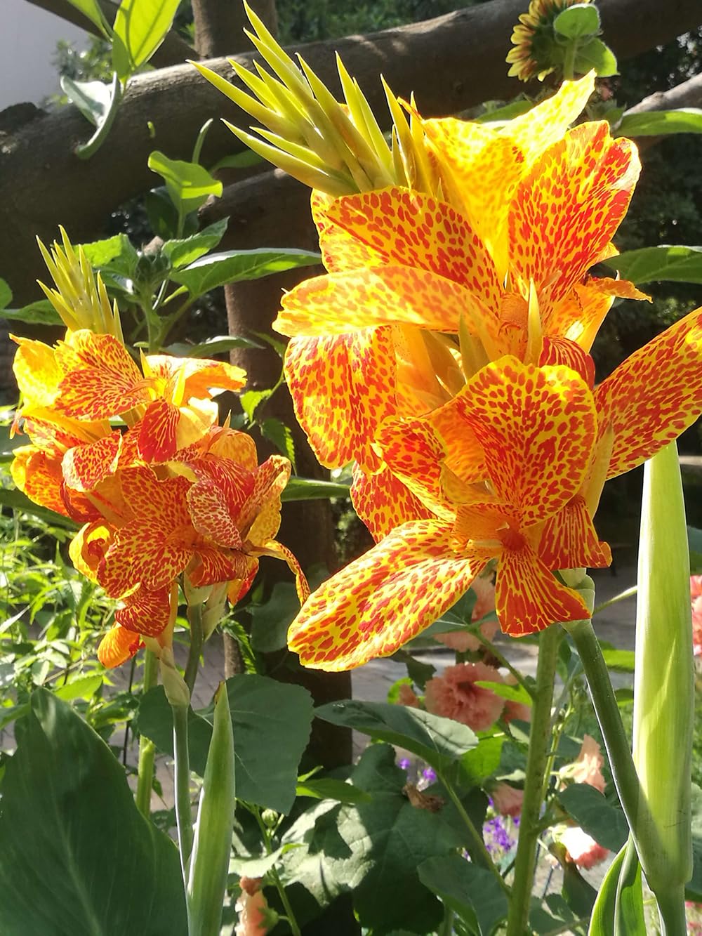 SPROUTARAQ Canna Lily border mass planting creates a tropical garden focal point.