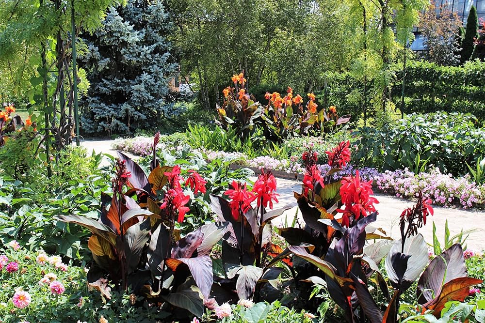 SPROUTARAQ Canna Lily cut flower potential for fresh arrangements.
