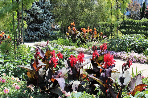 SPROUTARAQ Canna Lily cut flower potential for fresh arrangements.