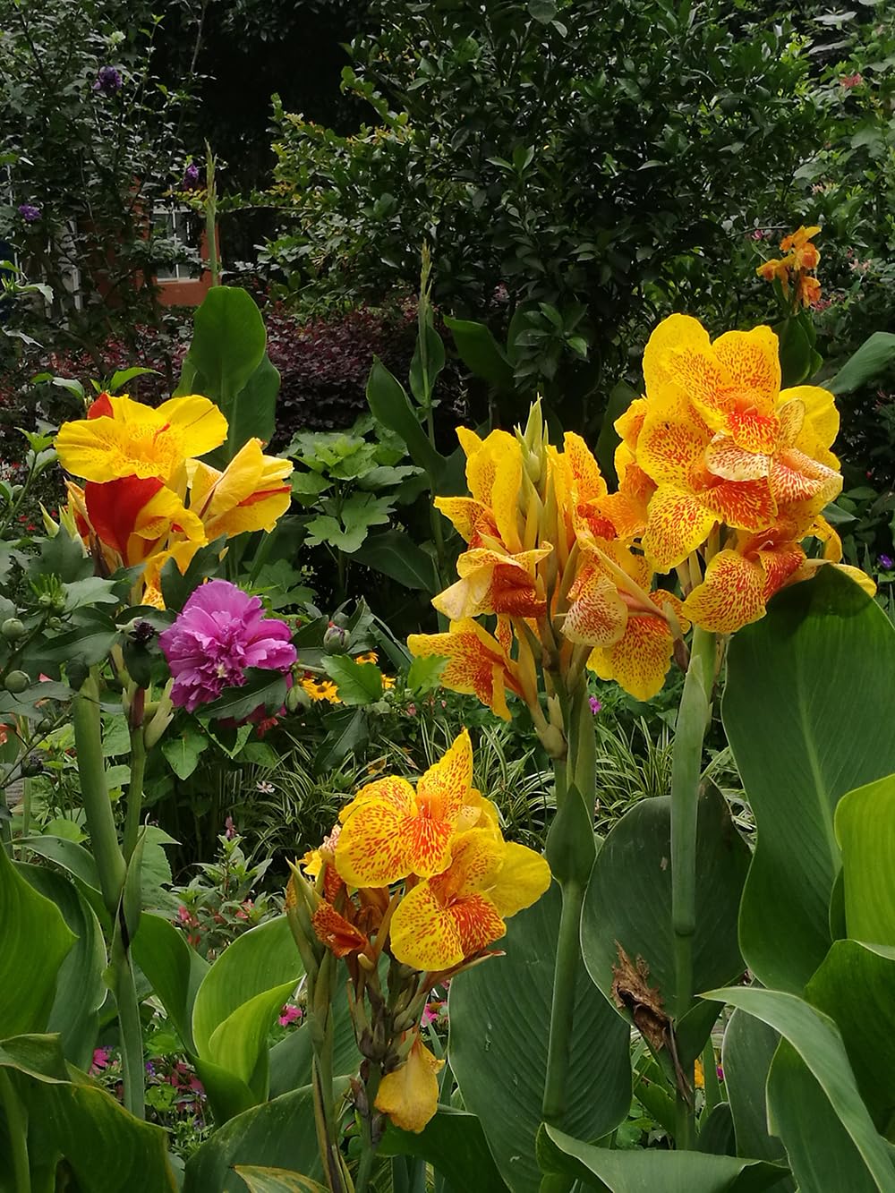 SPROUTARAQ Canna Lily moisture-loving perennial suited for warm, swampy soils.