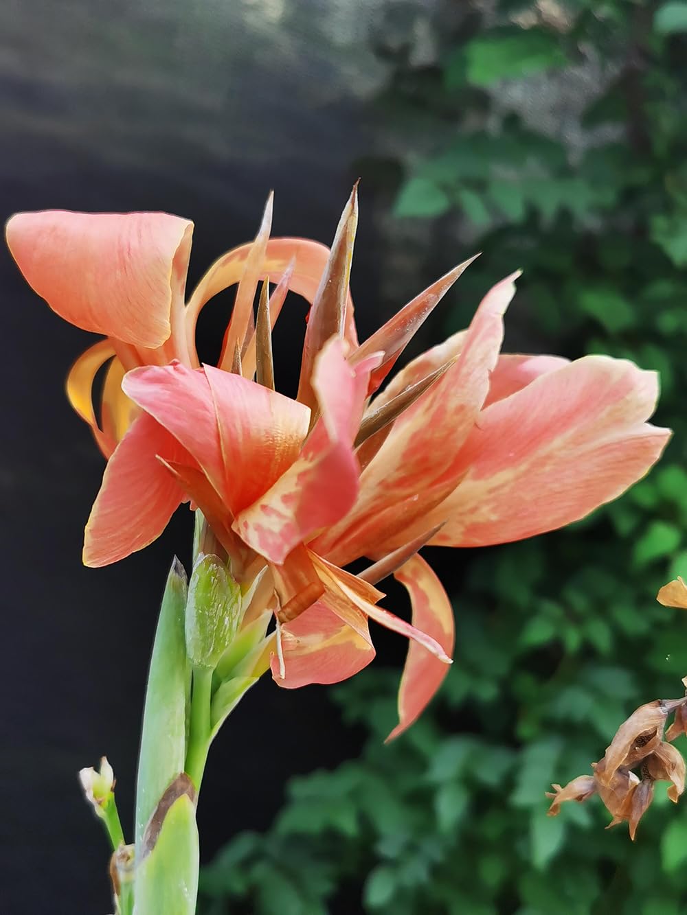 SPROUTARAQ Canna Lily plant guide helps you nurture moist soil thriving.