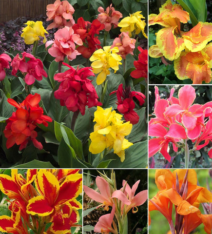 SPROUTARAQ Canna Lily seeds multi-color pack for a vibrant garden bed display.