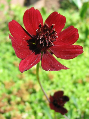 Sproutaraq chocolate cosmos seeds for container gardening—compact blooms in pots and planters.