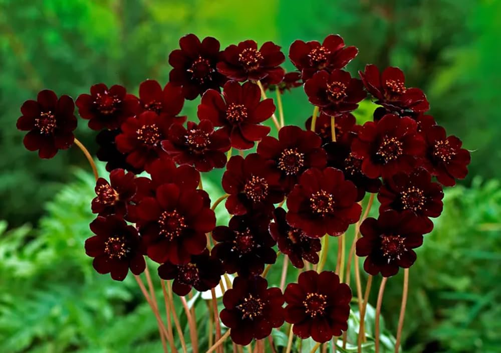 Sproutaraq chocolate cosmos seeds with double flowers brighten borders and attract pollinators.