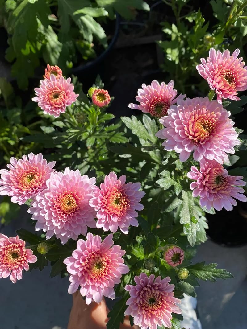 SPROUTARAQ chrysanthemum bloom colors close-up highlighting showy petals for cut flower arrangements