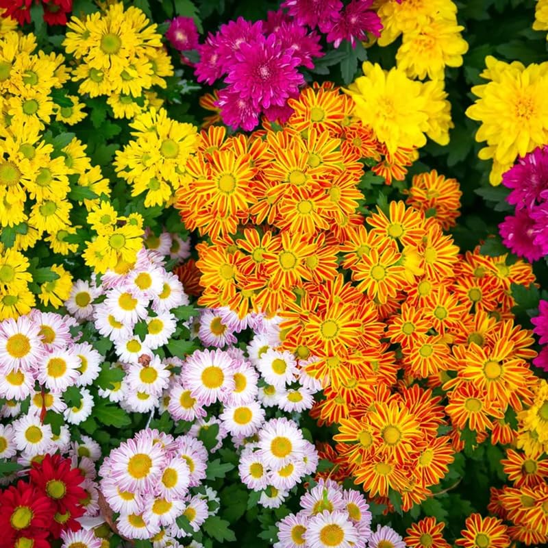 SPROUTARAQ chrysanthemum cut flowers ready for vibrant indoor bouquets