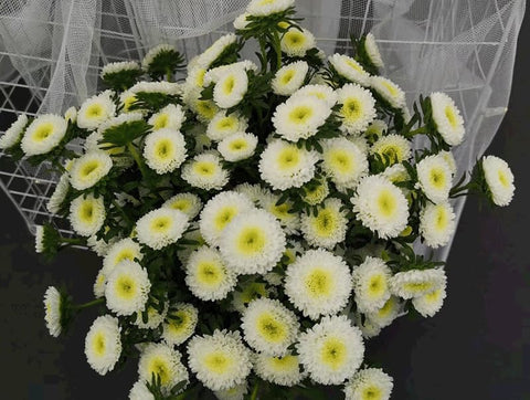 SPROUTARAQ pollinator-friendly chrysanthemum image encouraging bees and butterflies in your yard