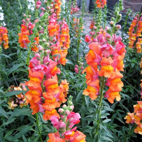 SPROUTARAQ container-friendly snapdragons suit pots and balconies, delivering vibrant color in small spaces.