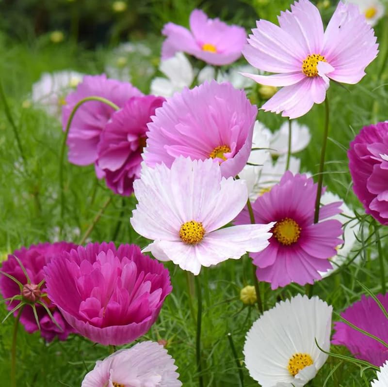 SPROUTARAQ cosmos-border-display in garden bed with vibrant color.