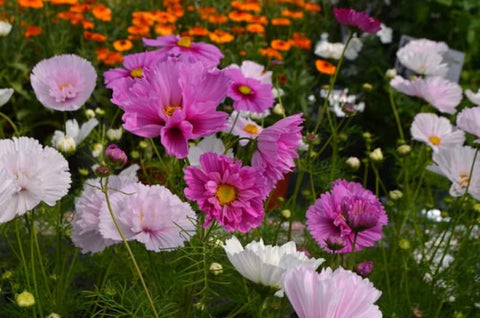 SPROUTARAQ cosmos-container-garden flowering in pots for quick color.