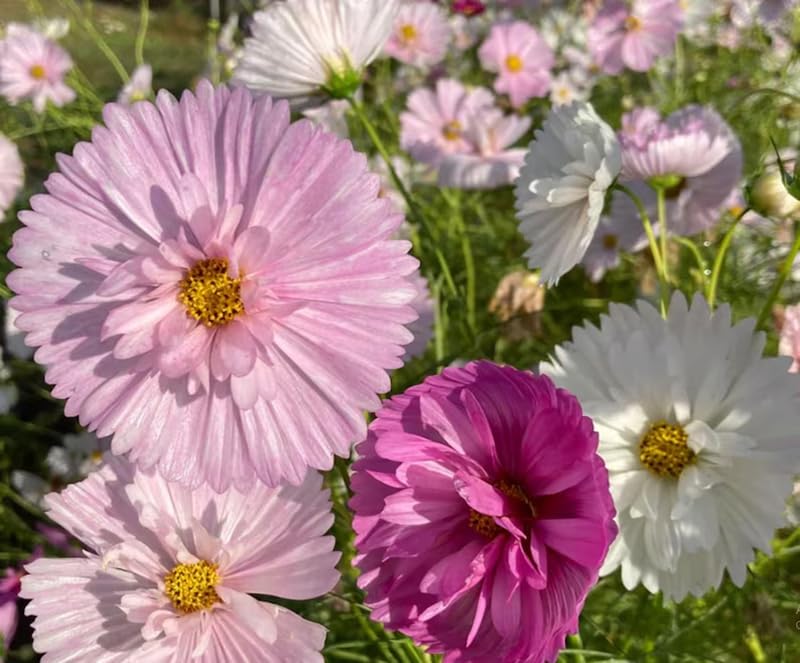 SPROUTARAQ cosmos-seedlings-emerging for a bright border display.