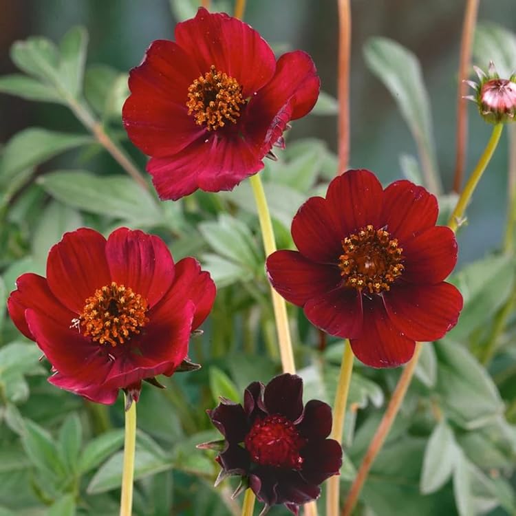 Sproutaraq cosmos seeds border plants with vivid color and drought-tolerant charm.