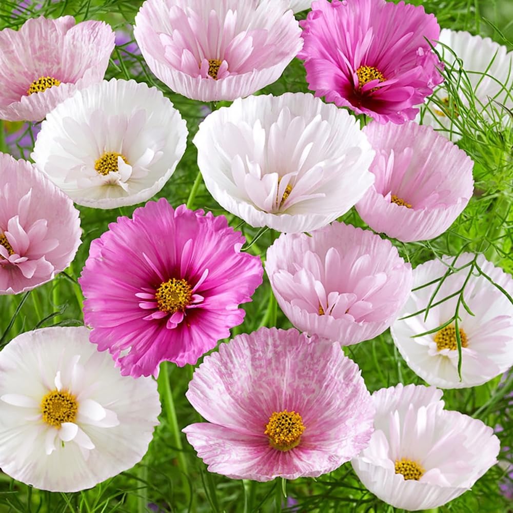 SPROUTARAQ cosmos-seeds-pack blooming in sunlit bed attracts pollinators.