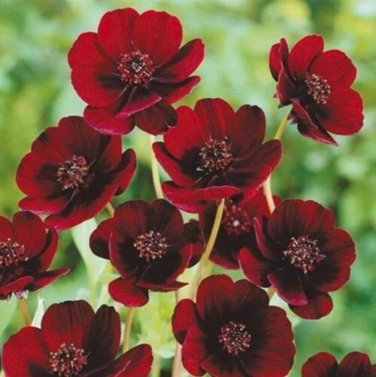 Sproutaraq chocolate cosmos seeds—pollinator garden bloomers with sunny color and easy care.