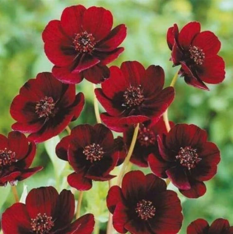 Sproutaraq chocolate cosmos seeds—pollinator garden bloomers with sunny color and easy care.