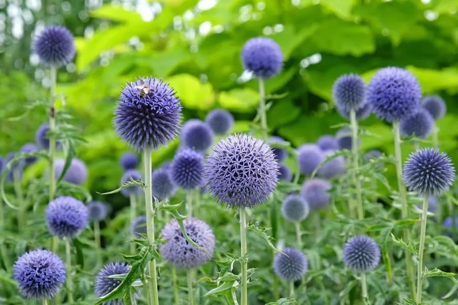 Sproutaraq cut-flower ready blooms ideal for bouquets and dried arrangements.