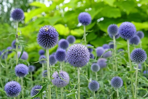 Sproutaraq cut-flower ready blooms ideal for bouquets and dried arrangements.