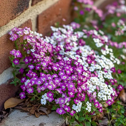 SPROUTARAQ Deer-resistant Alyssum image—compact groundcover ideal for sunny beds.