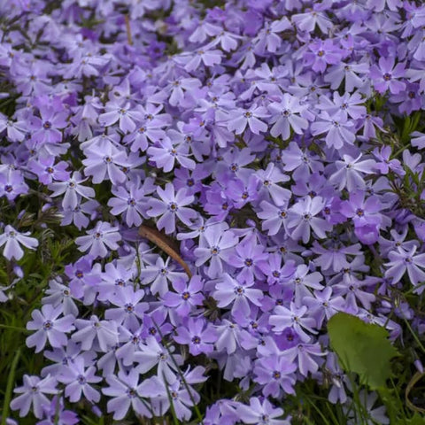 SPROUTARAQ deer-resistant phlox helps protect beds from nibbling wildlife.