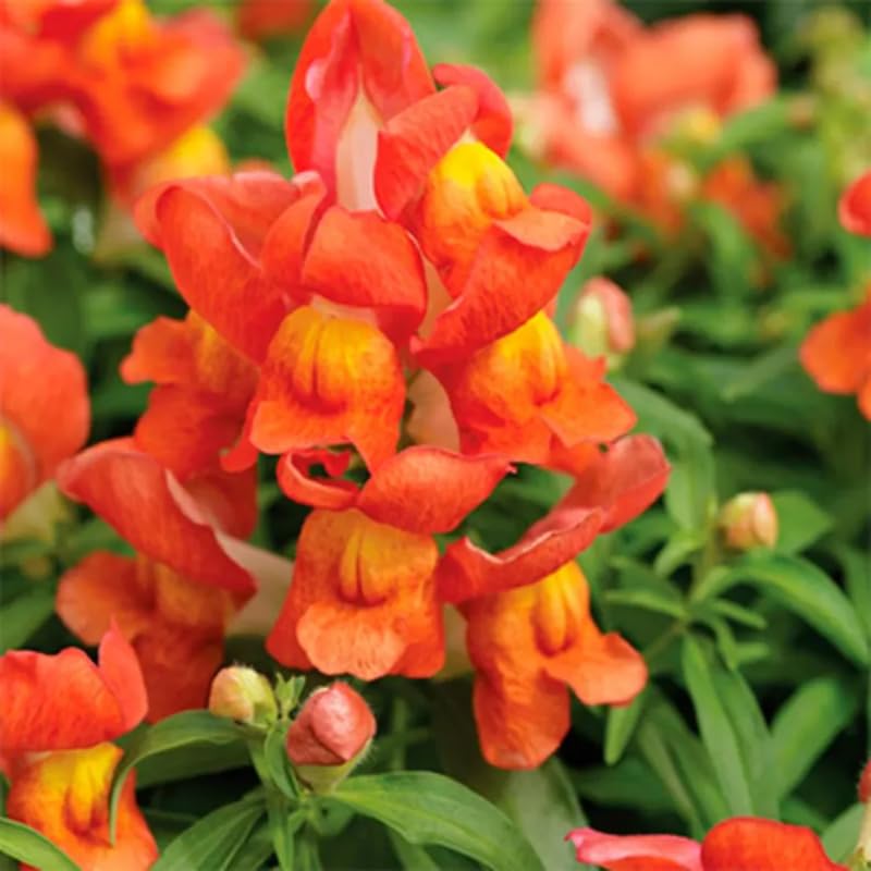 SPROUTARAQ dragon-mouth blossoms add playful personality to perennial beds and container gardens.