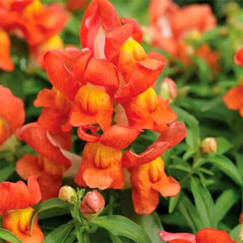 SPROUTARAQ dragon-mouth blossoms add playful personality to perennial beds and container gardens.
