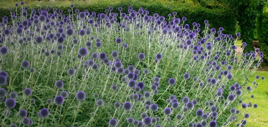 Sproutaraq drought-tolerant globe thistle performs well in poor soil.