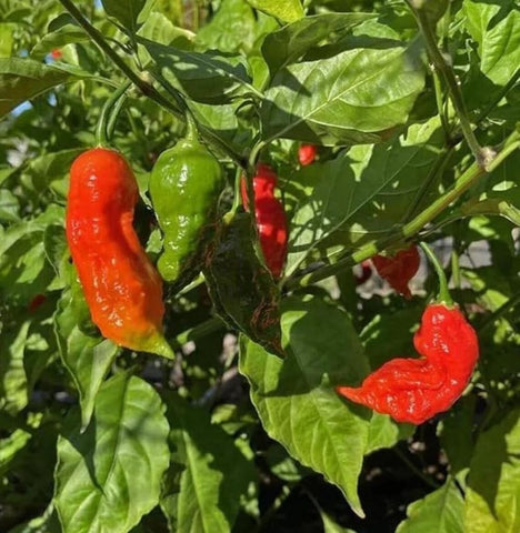 Drought-tolerant pepper plant suitable for container gardens.