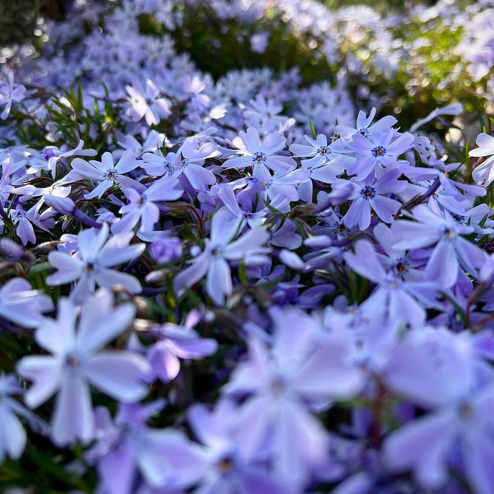 SPROUTARAQ drought-tolerant phlox thrives with little water in dry seasons.