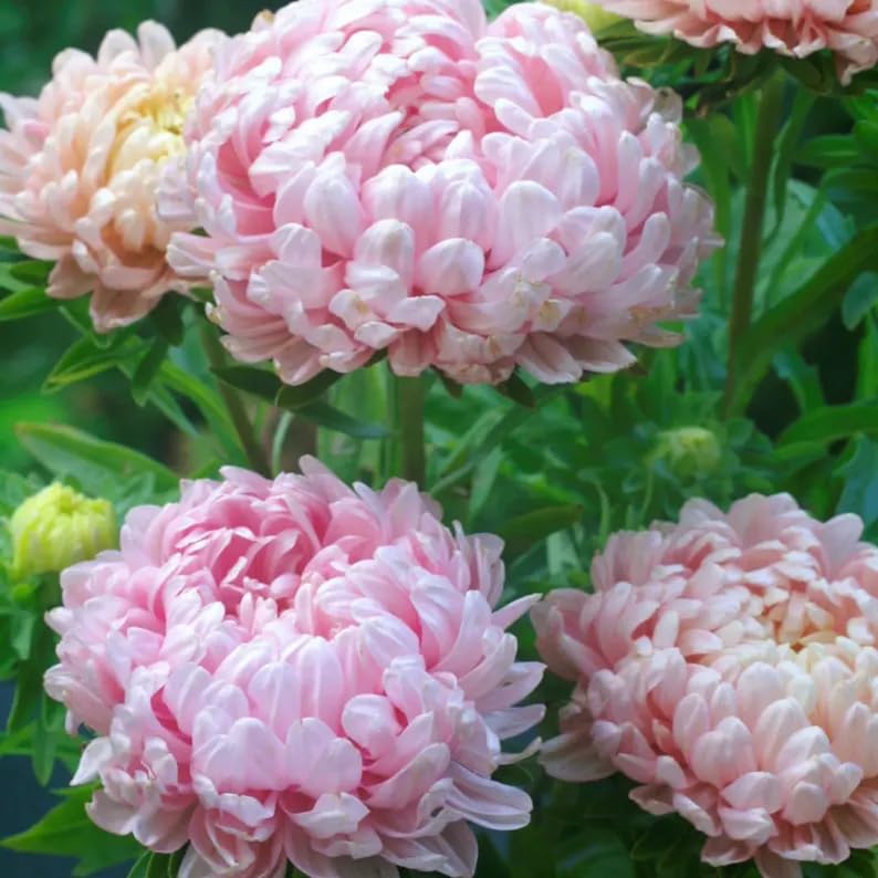 SPROUTARAQ Duchess Peony Aster cut flowers with long vase life.