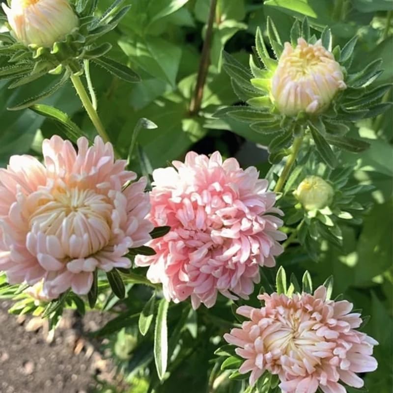 SPROUTARAQ Duchess Peony Aster flower on tall stems; perfect for garden borders.