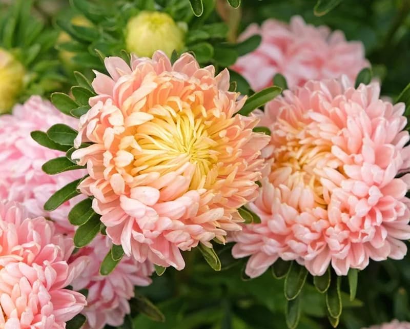 SPROUTARAQ Duchess Peony Aster thrives in full sun and containers.