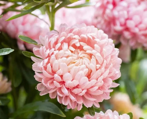 SPROUTARAQ Duchess Peony Aster pink-apricot blooms brighten container gardens.