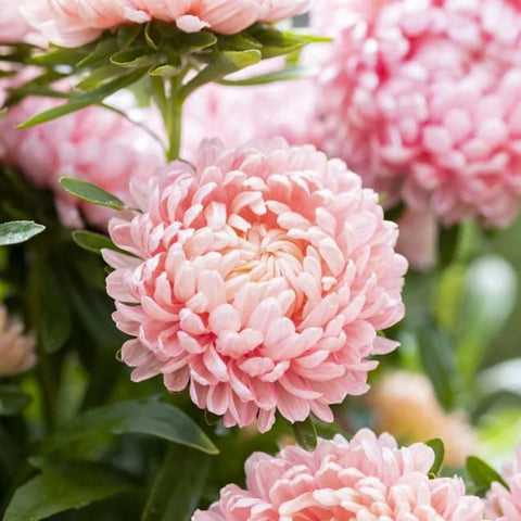 SPROUTARAQ Duchess Peony Aster tall stems for dramatic borders.