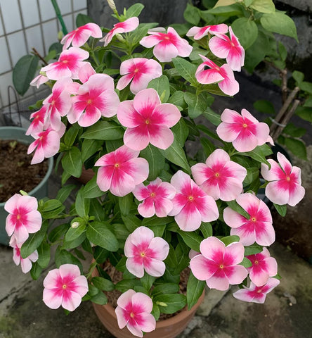 SPROUTARAQ dwarf-rosea-vinca-seedlings ready for ground cover planting.
