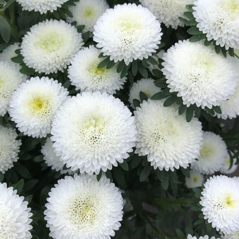 SPROUTARAQ easy-to-grow mums seeds package promoting confident home gardening results