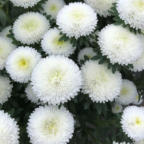 SPROUTARAQ easy-to-grow mums seeds package promoting confident home gardening results